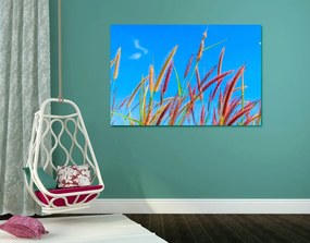 Quadro su tela – Erba selvaggia sotto il cielo blu