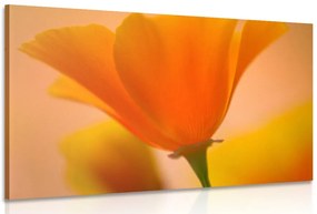 Stampa su tela – Splendido fiore