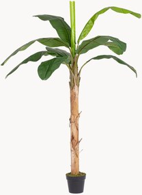 Pianta artificiale da esterno Banana, alt. 210 cm