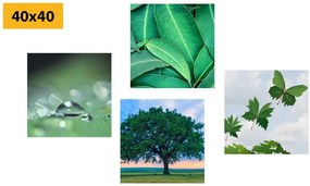 Set di quadri – Natura piena di verde
