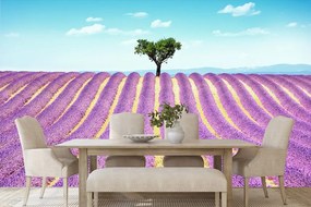 Carta da parati – Campo di lavanda provenzale