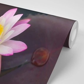 Carta da parati – Fior di loto rosa