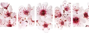 Quadri 5 pezzi – Fiori di ciliegio