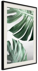 Poster  Leaves Like Swiss Cheese  Cornice Quadri Cornice nera con pass-partout, Larghezza x Altezza Home decor 20x30