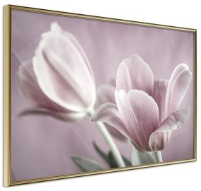 Poster  Pastel Tulips I  Cornice Quadri Cornice d'oro, Larghezza x Altezza Home decor 30x20