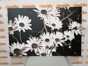 Stampa su tela – Margherite in giardino in bianco e nero