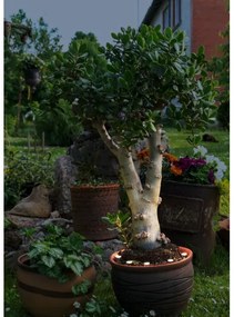 Eglo 900117 - Catena decorativa da esterno LED SPINETOLI 6xLED IP65