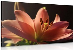 Quadro su tela – Splendido giglio rosa su sfondo nero
