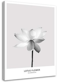 Quadro su tela, Fiore di loto bianco Natura
