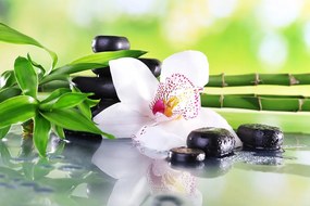 Carta da parati – Orchidea giapponese