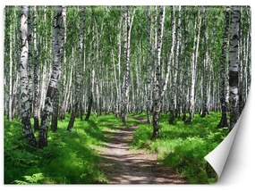 Carta Da Parati, Foresta di betulle Natura Piante