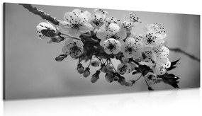 Quadro su tela – Ramo fiorito di ciliegio in bianco e nero