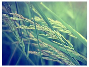 Fotomurale Cereal field