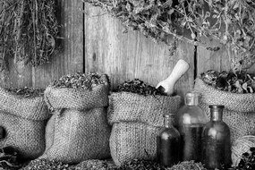 Stampa su tela – Erbe medicinali in bianco e nero