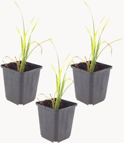 Set di 3 piante vere Daylily Hemerocallis Stella de Oro