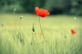 Carta da parati – Papavero solitario