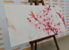 Quadro su tela – Fiori rosa di ciliegio