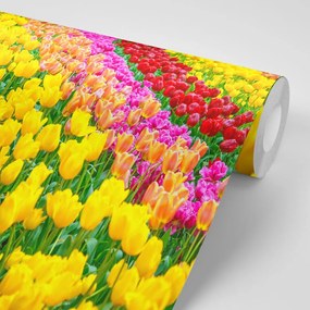 Carta da parati autoadesiva – Giardino pieno di tulipani