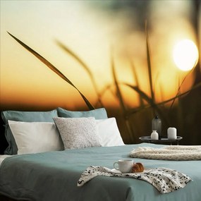 Carta da parati – Tramonto sull'erba