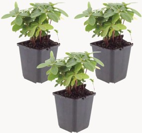 Set di 3 piante vere Wood Spurge Euphorbia amygdaloides var robbiae
