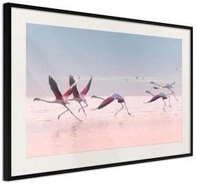 Poster  Flamingos Breaking into a Flight  Cornice Quadri Cornice nera con pass-partout, Larghezza x Altezza Home decor 30x20