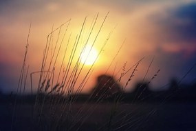 Carta da parati – Alba sul prato