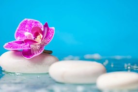 Quadro su tela – Orchidea e pietre Zen