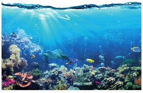 Carta da parati – Pesci tropicali