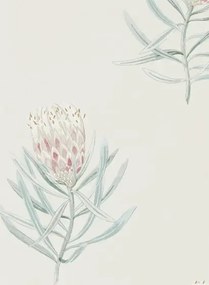 Tapete Protea Flower von Sanderson - Porcelain/ Blush