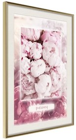 Poster  Scent of Peonies  Cornice Quadri Cornice d'oro con passe-partout, Larghezza x Altezza Home decor 20x30