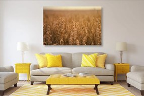 Stampa su tela – Campo di grano