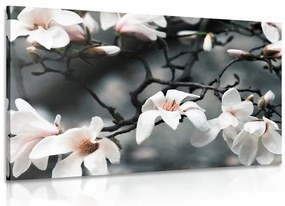 Quadro su tela – Magnolia che si risveglia
