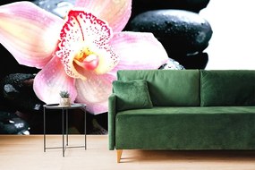 Carta da parati – Orchidea esotica