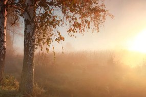 Carta da parati – Foresta autunnale nebbiosa