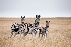 Carta da parati autoadesiva – Tre zebre nella savana
