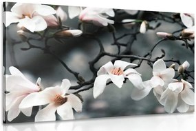 Quadro su tela – Magnolia che si risveglia
