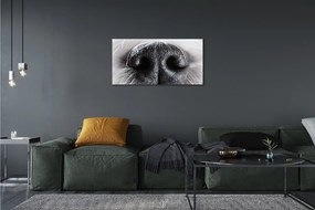 Stampa quadro su tela Naso del cane 100x50 cm