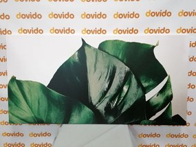 Quadro su tela – Foglia di monstera