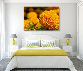 Quadro su tela – Calendula azteca