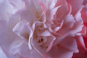 Quadro su tela – Petali di garofano
