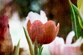 Quadro su tela – Prato di tulipani in stile retrò