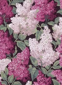 Cole & Son Carta da parati Lilac Grandiflora - Magenta & Blush
