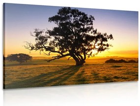 Quadro su tela – Albero solitario al tramonto