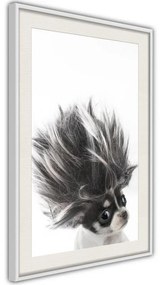 Poster  Funny Chihuahua  Cornice Quadri Cornice d'oro, Larghezza x Altezza Home decor 30x45