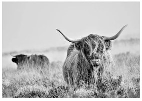 Fotomurale adesivo Highland Cattle