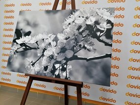 Stampa su tela – Fiore di ciliegio in bianco e nero
