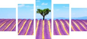Quadri 5 pezzi – Campo di lavanda provenzale
