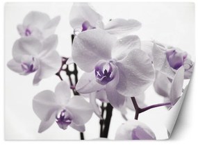 Carta Da Parati, Orchidea in fiore