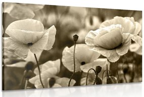 Quadro su tela – Campo di papaveri selvatici in versione seppia