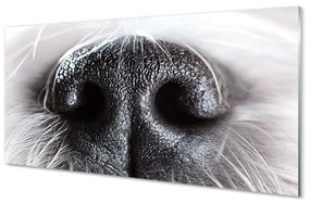 Quadro vetro acrilico Naso del cane 100x50 cm